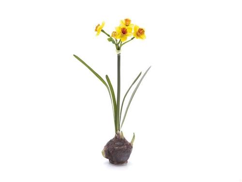 NARCISO C/BULBO TOP CM37 GIALLO
