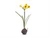 NARCISO C/BULBO TOP CM37 GIALLO