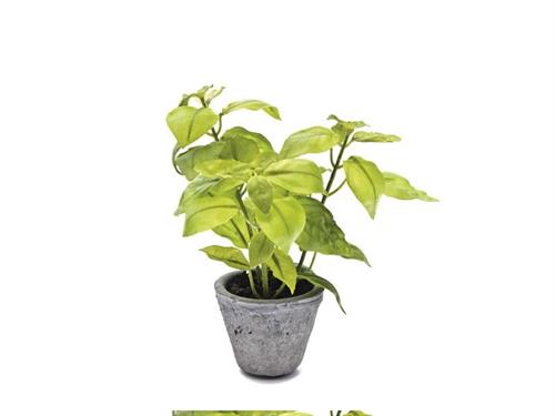 VASETTO BASILICO D10 H23 VERDE