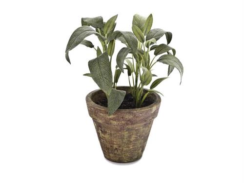 VASETTO SALVIA D12 H25 VERDE