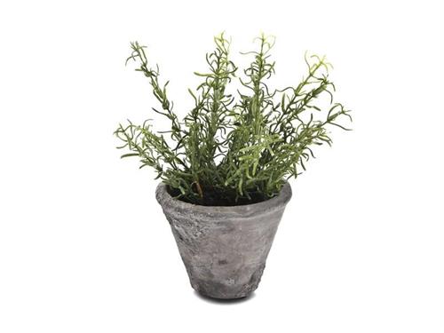 VASETTO ROSMARINO D12 H24 VERDE