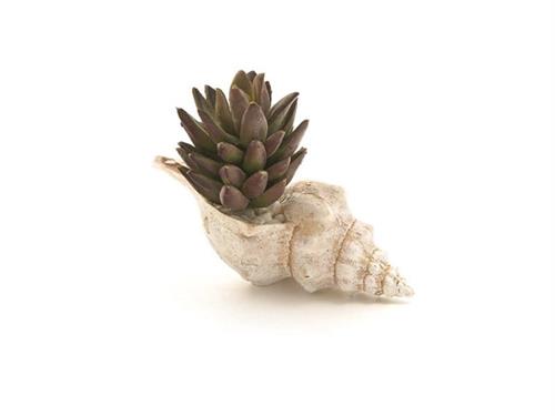 CONCHIGLIA C/PIANTA GRASSA CM16X12 VERDE/MARRONE