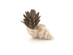 CONCHIGLIA C/PIANTA GRASSA CM16X12 VERDE/MARRONE