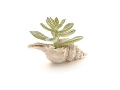 CONCHIGLIA C/PIANTA GRASSA CM16X12 FLOCCATA VERDE