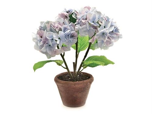 PIANTA ORTENSIA IN VASO D34 H40 BLU
