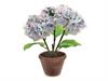 PIANTA ORTENSIA IN VASO D34 H40 BLU