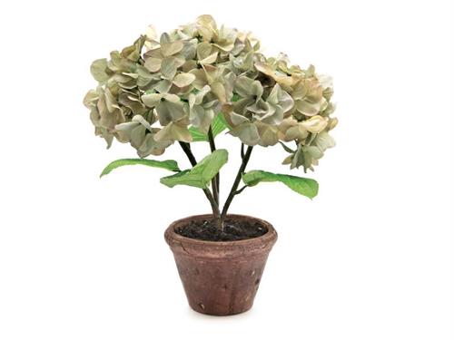 PIANTA ORTENSIA IN VASO D34 H40 CLAY