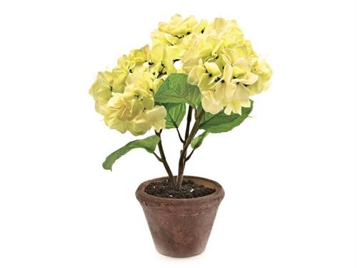 PIANTA ORTENSIA IN VASO D34 H40 CREMA