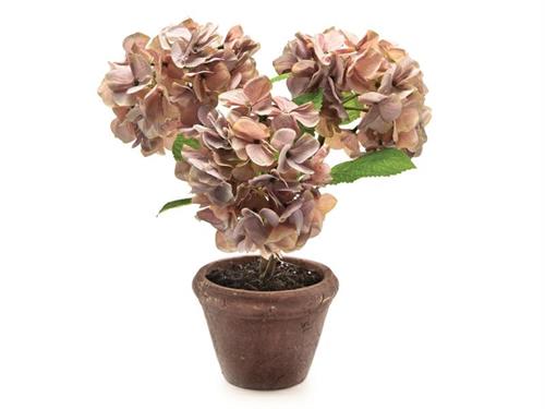 PIANTA ORTENSIA IN VASO D34 H40 ROSA