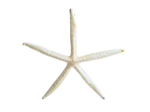 STELLA MARINA RESINA DA PARETE D24 H23 PERLA