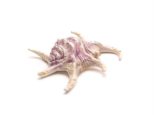 CONCHIGLIA RESINA D17 H6 VIOLA