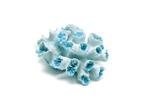 CORALLO CANARIE D16 H8 AZZURRO