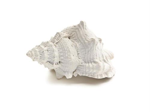 CONCHIGLIA HAWAII D20 H11 BIANCO