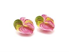 BOX 2PZ CANDELA ANTHURIUM CM11 ROSA-VERDE