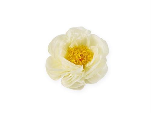 FIORE CARTA VELINA D50 CREMA