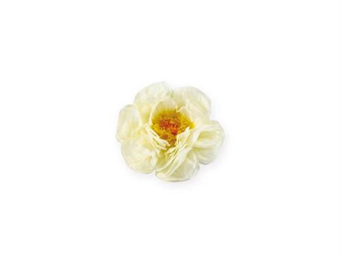 FIORE CARTA VELINA D40 CREMA