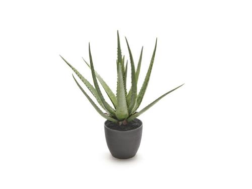 PIANTA ALOE CM45 VERDE
