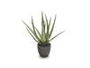PIANTA ALOE CM45 VERDE