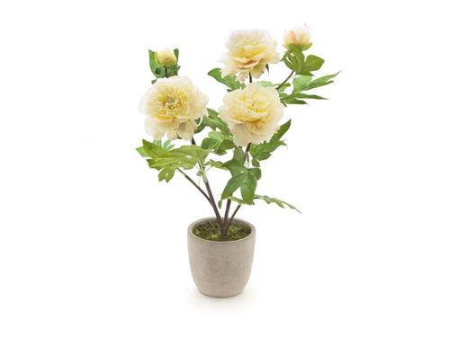 PIANTA PEONIA IN VASO D15 H60 GIALLO