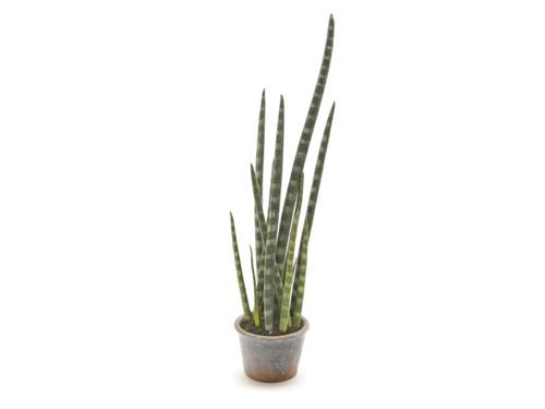 PIANTA SANSEVERIA IN VASO CM69 VERDE