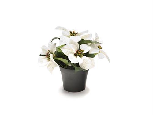 PIANTINA STELLA NATALE IN VASO H22 BIANCO