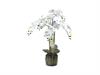 PIANTA PHALAENOPSIS REAL TOUCH CM90 CON ZOLLA BIANCO
