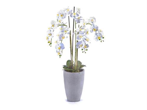 PIANTA PHALAENOPSIS REAL TOUCH CM127 IN VASO STONE NERO