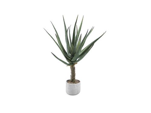 PIANTA ALOE C/VASO CEMENTO CM86 VERDE