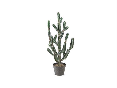 PIANTA CACTUS CM84 VERDE