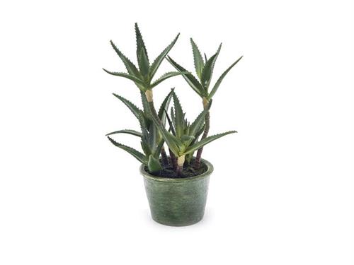 PIANTA ALOE X6 CM38 VERDE