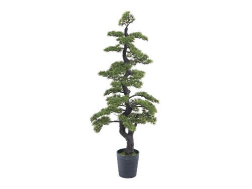 PIANTA PINO BONSAI CM146 VERDE