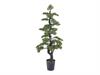 PIANTA PINO BONSAI CM146 VERDE