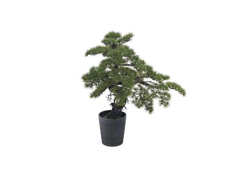 PIANTA PINO BONSAI CM85 VERDE