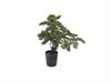 PIANTA PINO BONSAI CM85 VERDE