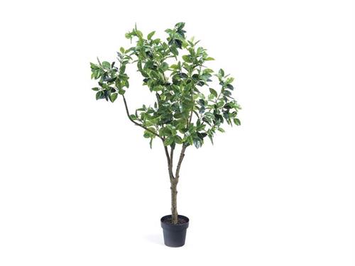 PIANTA FIORI DI ARANCIO CM160 VERDE