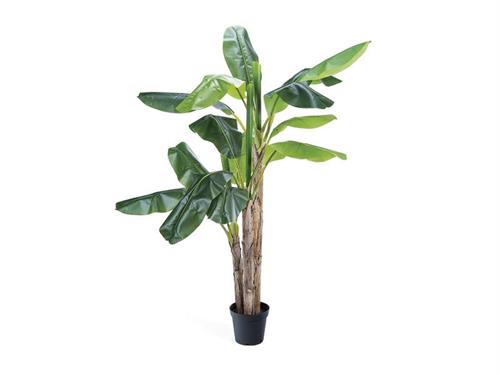 PIANTA BANANO CM200 VERDE