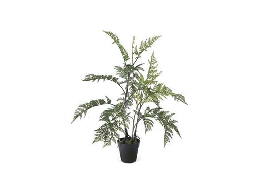 PIANTA FELCE CM92 C/VASO VERDE