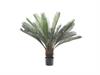 PIANTA CYCAS CM112 VERDE