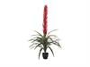 PIANTA BROMELIA REAL TOUCH CM120 VERDE-ROSSO