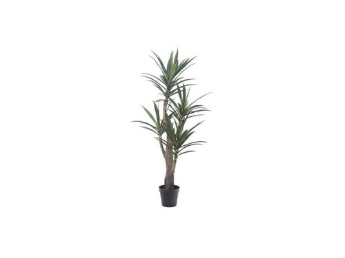 PIANTA DRACAENA CM152 VERDE