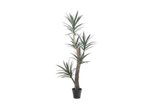 PIANTA DRACAENA CM198 VERDE