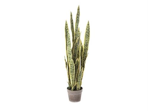 PIANTA SANSEVERIA TRIFASCIATA CM100 VERDE-GIALLO