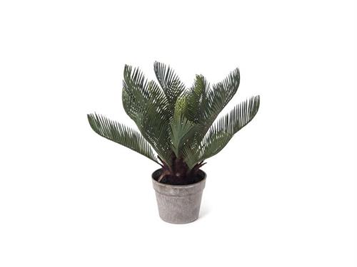 PIANTA CYCAS CM43 VERDE