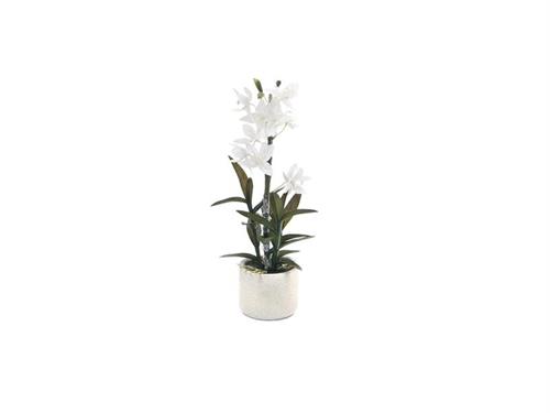 PIANTA CATTLEYA C/VASO CM48 BIANCO
