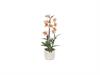 PIANTA CATTLEYA C/VASO CM48 SALMONE