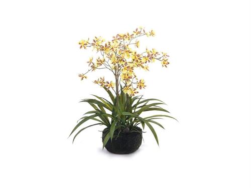 PIANTA CAMBRIA 3D C/ZOLLA CM66 GIALLO