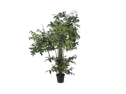 PIANTA CARYOTA PALMA CM220 VERDE