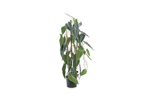 PIANTA ALOCASIA REAL TOUCH CM77 VARIEGATO VERDE/BIANCO