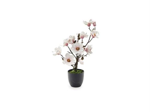 PIANTA MAGNOLIA IN VASO CM60 ROSA