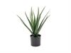 PIANTA ALOE CM46 VERDE